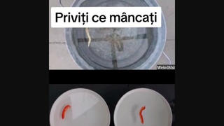 Fact Check: GMO Tomatoes Do NOT Contain Fish Genes Making Them Swim in Saltwater